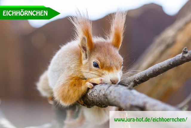 Eichhörnchen