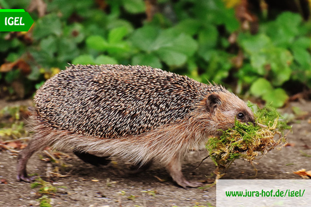 Igel rennt mit Nistmaterial in der Schnauze