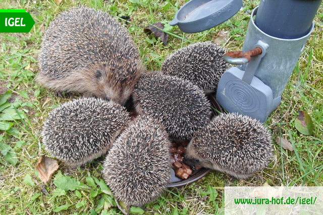 Igel-Mama mit Nachwuchs beim Fressen