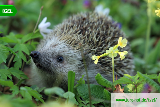 Igel-Nachwuchs