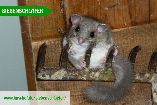 Siebenschläfer